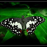 Motýlí střredovka