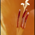 <b>.:Královna a tři strážci:.</b>