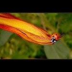 <b>.:Prosím! Sundejte mě!:.</b>