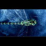 <b>.:Vážkovka:.</b>