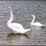 Ladná ale zvědavá