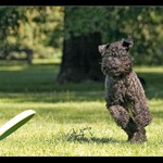 Enjoy Frisbee