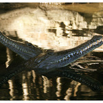 Crocodiles