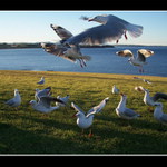 14 hladovych krku :o)