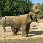 Slonovi je vedro ..