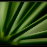 <b>ZELENÉ PAPRSKY... </b><hr> <b>