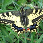 Otakárek fenyklový