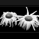 Dvě nerovné krásky