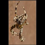 Bodypainting by nature