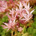 Skalničky pod drobnohledem