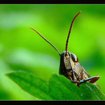 Podvecerny oddych...