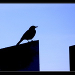 Odpočinok na náhrobnom kameni