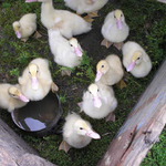 Na vesnici
