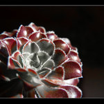 Crasula Portalacaria Afra