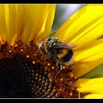 čmelák na slunečnici