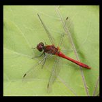 Vážka rudá