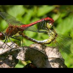 Ze života vážky rudé