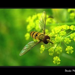 bzzz