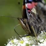 motyl