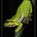 \"Už mi polib.....\"