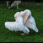 Breberky