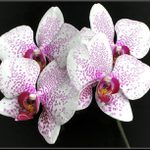 Phalaenopsis