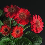 Gerbera