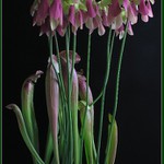 Když špirlice kvetou