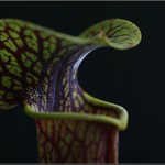 Mušky čekám, něco pro vás mám