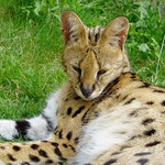 Mica