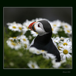 Papuchalk Ploskozobý