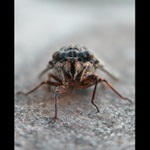 Cikáda z Azurového pobřeží Francie