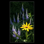 Vikend na zahrade II