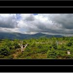 ***z rašeliniště na Černé hoře***