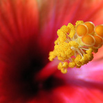 Ibišek - čínská růže