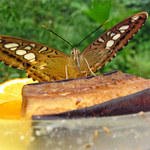 Motýl
