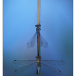 Lestes sponsa