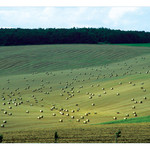 bordel na poli