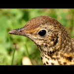 Ptačí portrét - prý tedy asi drozd. :-)