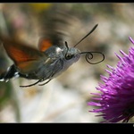 <b>zatočená...</b>