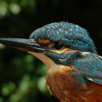 Ledňáček říční