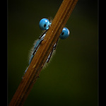 Pred pikolou, za pikolou ...