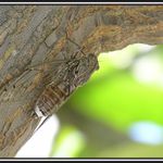 cikáda při siestě