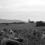 o slnečniciach ...