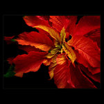 <u>***BARVY_ŽIVOTA***</U><B>