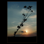 ***JEN TAK SE VZNÉST***