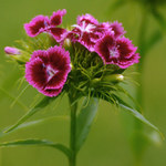 Hvozdík