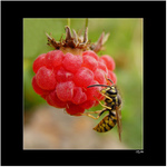 *** Vosa Mařenka na malinách ***