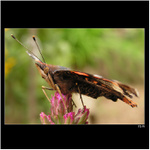 *** soustředění ***