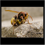 *** Toníček & Mařenka ***